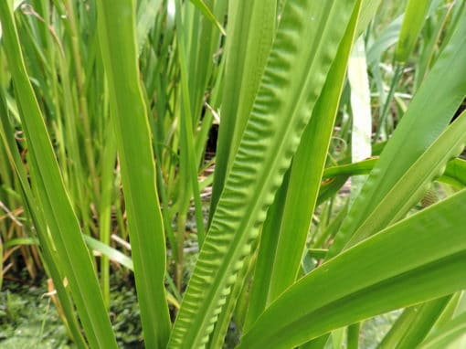 Calamus