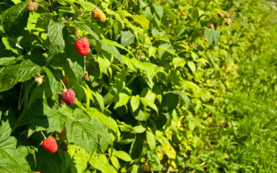 Discover Raspberry Leaf – The Reproductive Health Herb