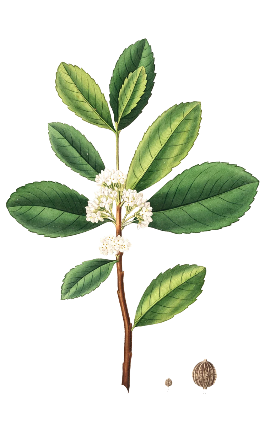 Maté botanical illustration