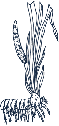 calamus for depression