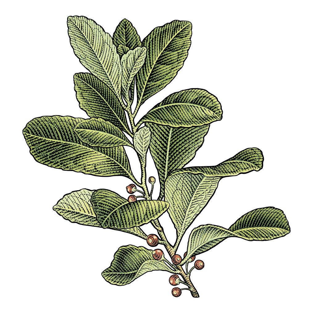 Maté