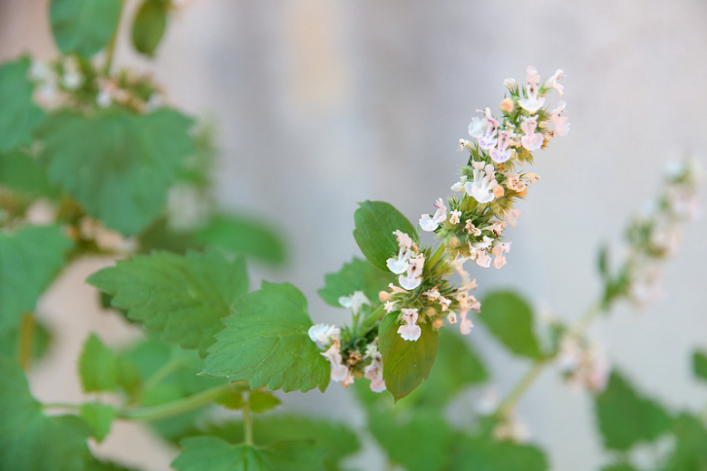 Catnip Flowers