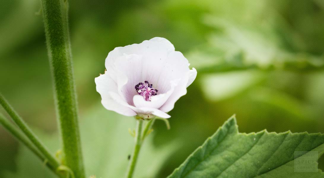Marshmallow Flowers