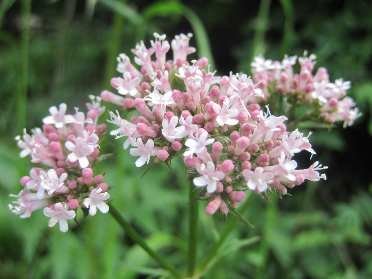 valerian for sleep
