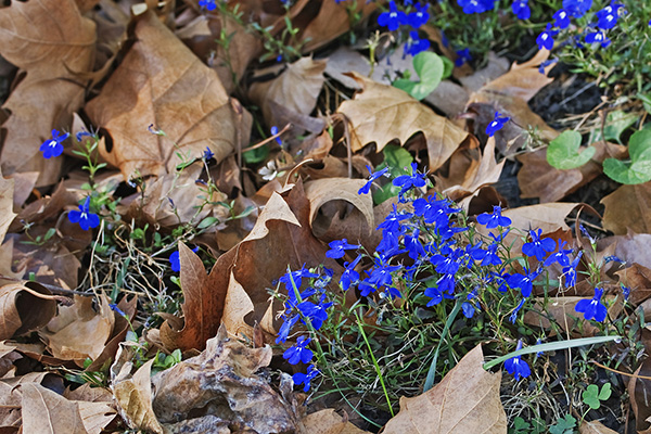 Lobelia