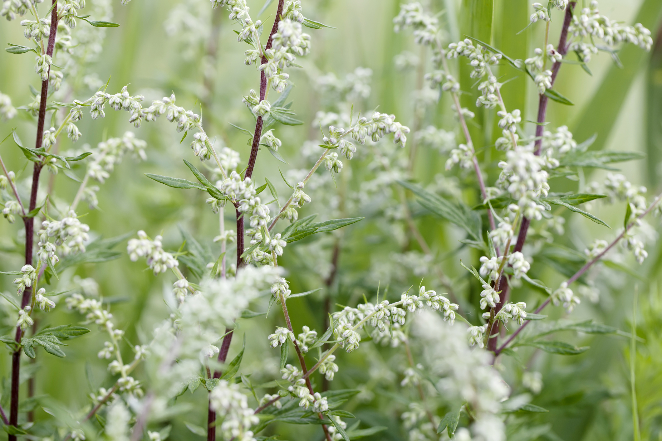 Mugwort
