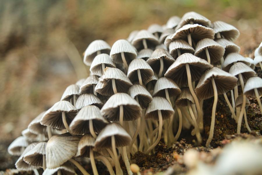 cluster of psychedelic mushrooms