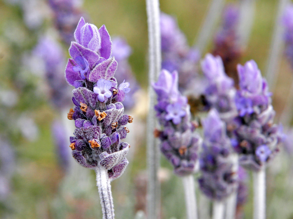 lavender herbs