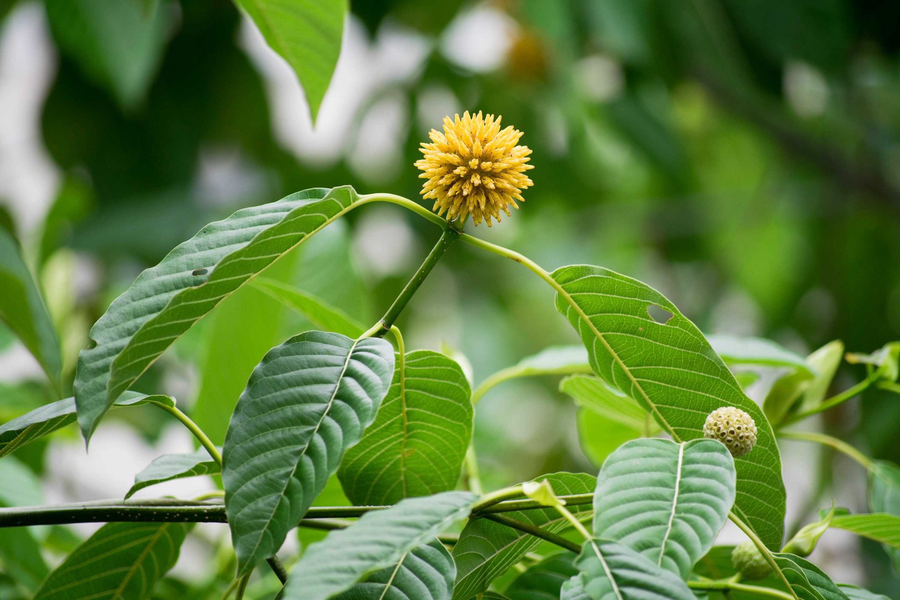 kratom flower