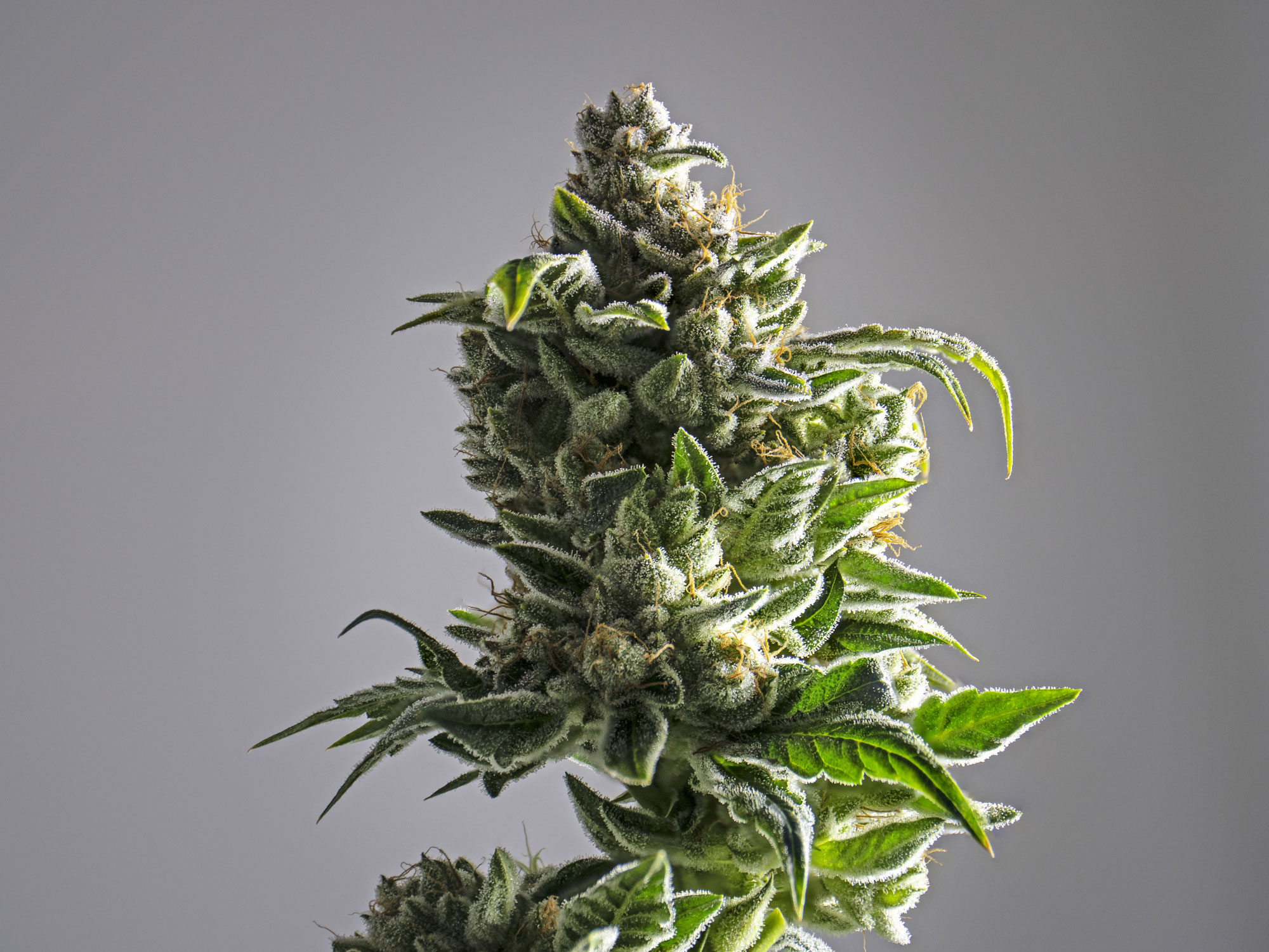 cbd herb