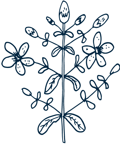 st john's wort outline