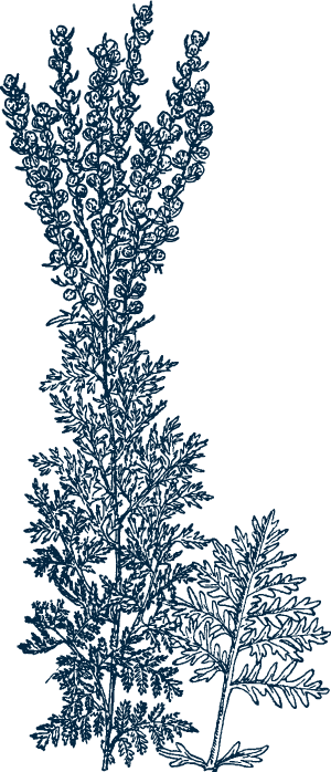 mugwort outline