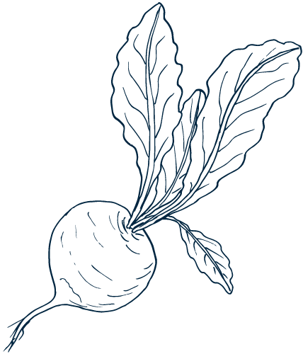 folate outline