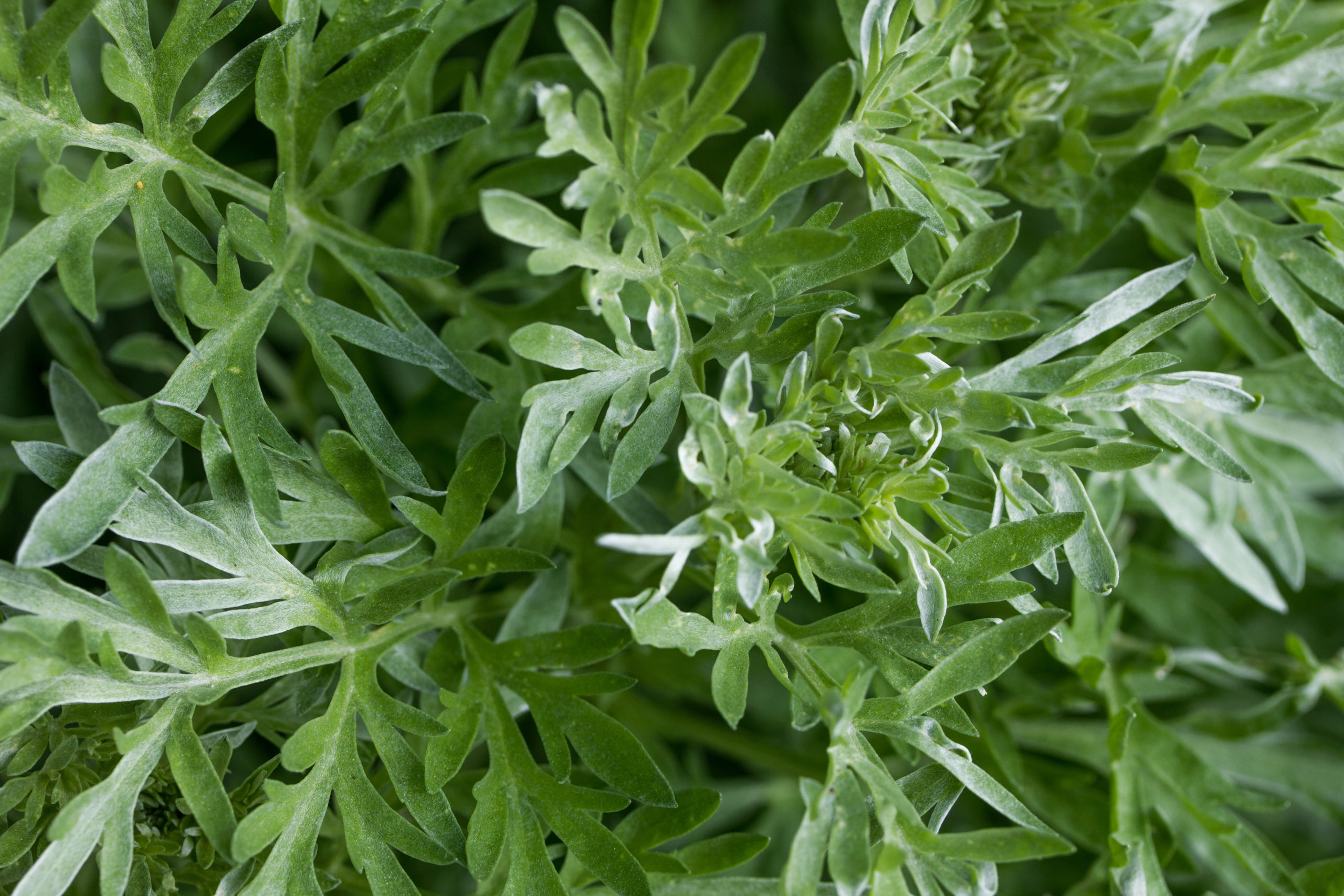 Wormwood Leaves