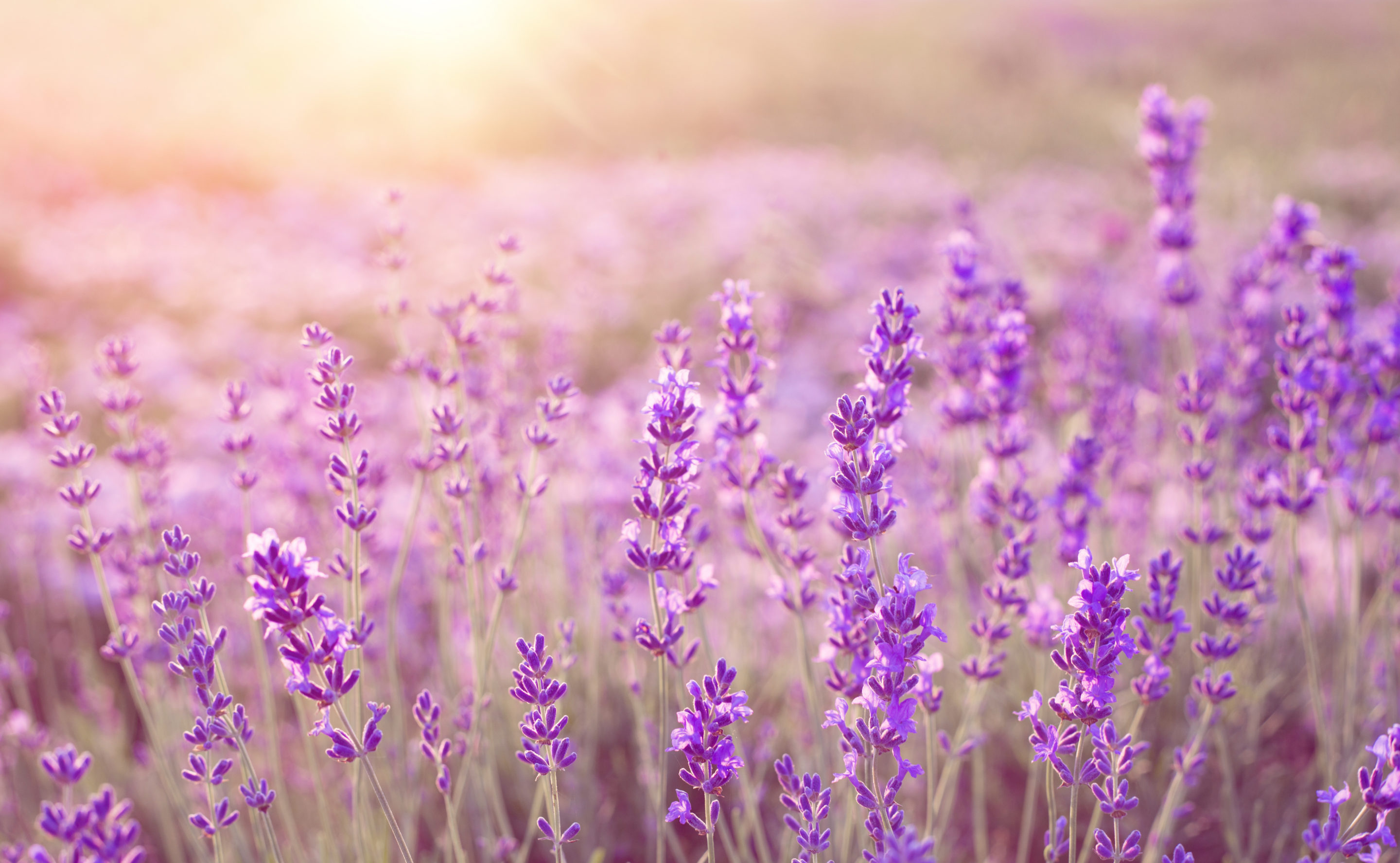 lavender for sleep