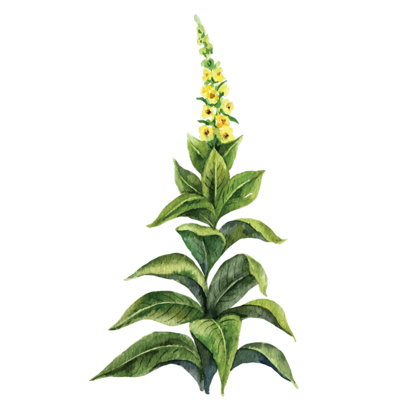 Mullein botanical illustration