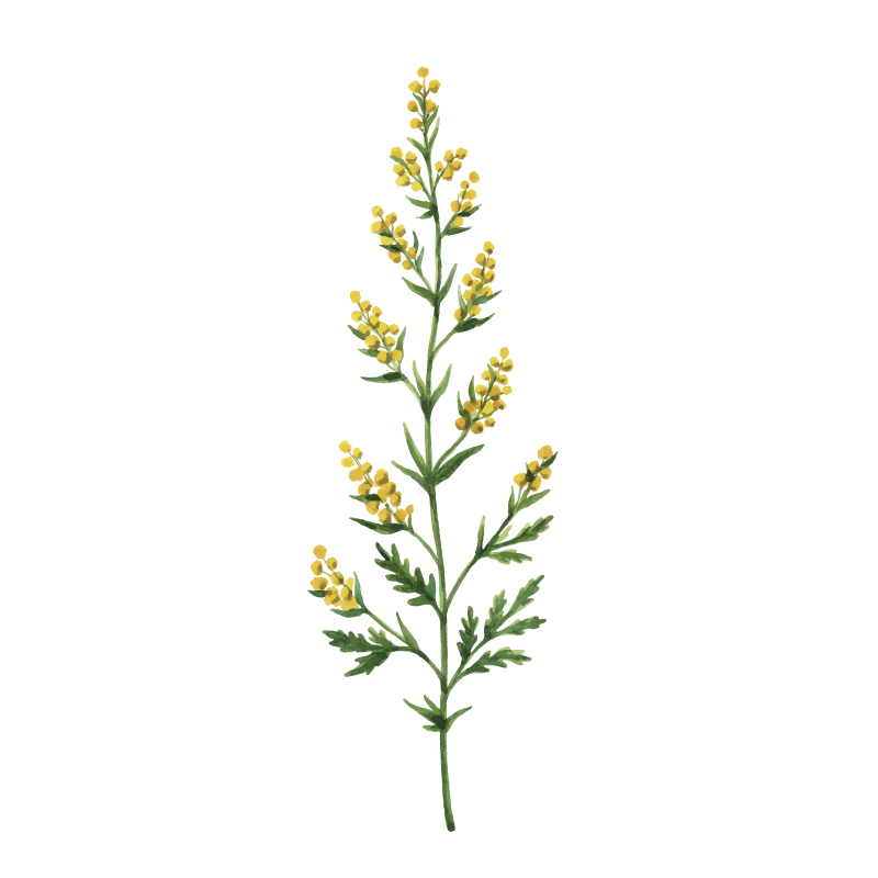 Wormwood botanical illustration