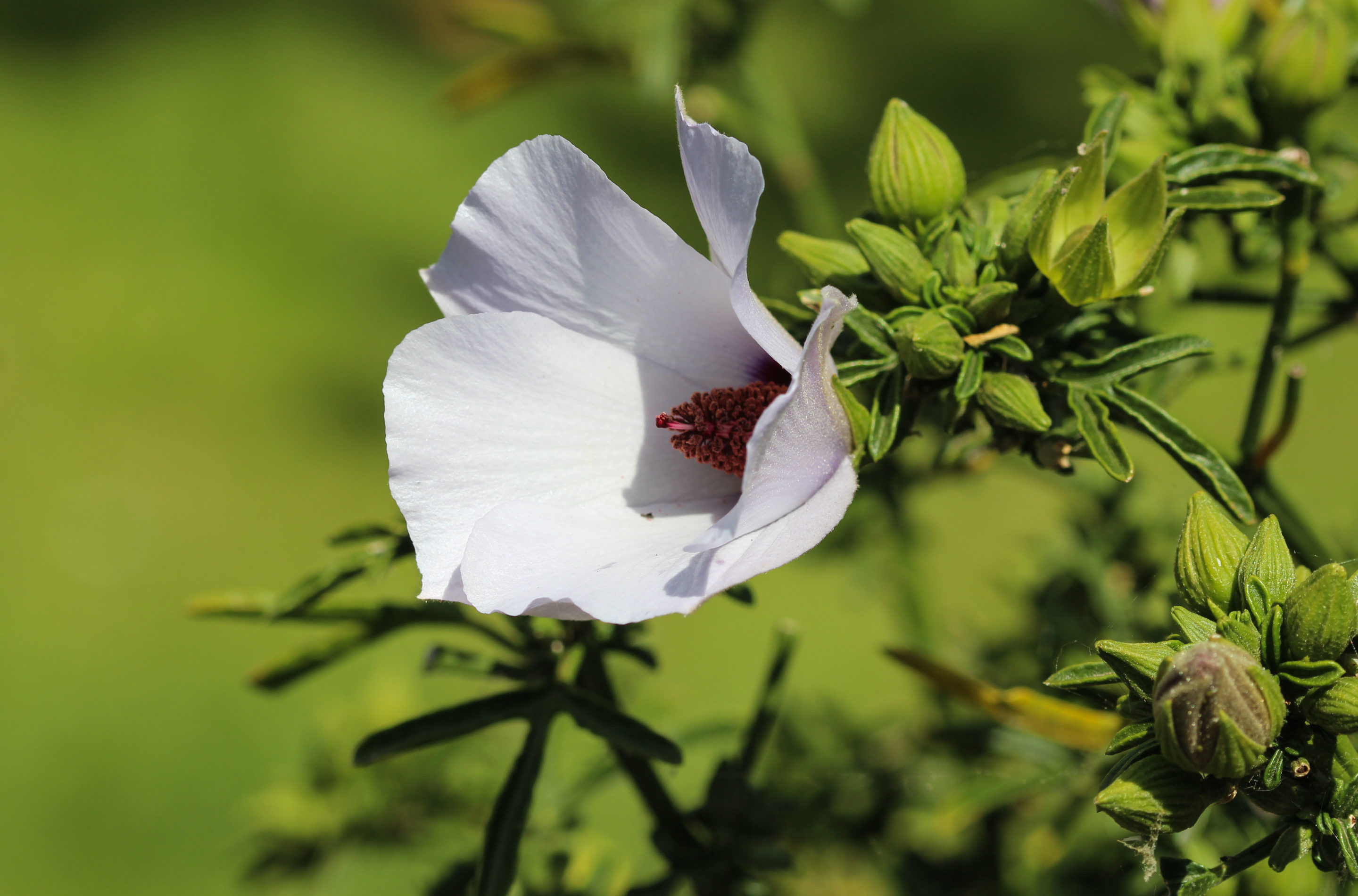 Marshmallow Flowers