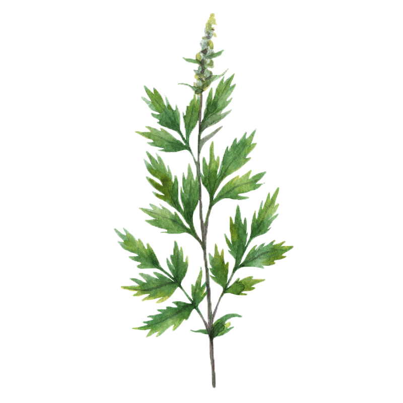 Mugwort botanical illustration