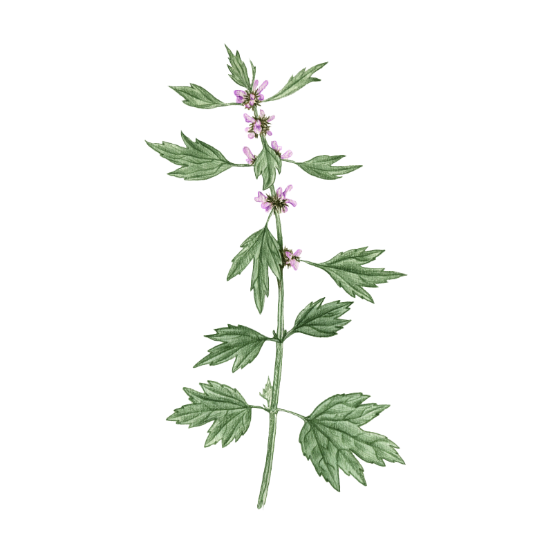 Motherwort botanical illustration