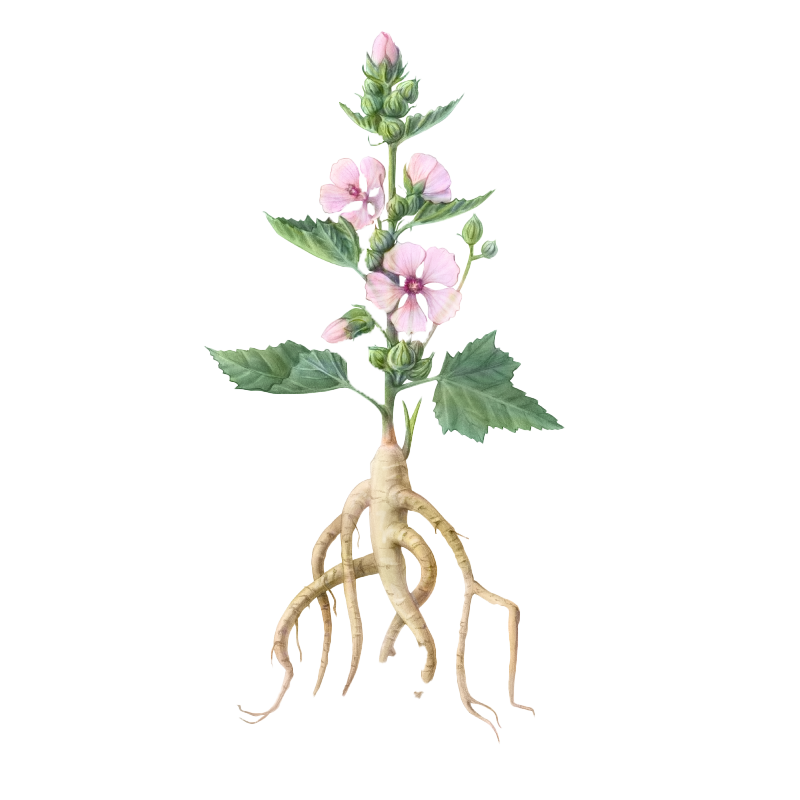 Marshmallow Leaf botanical illustration