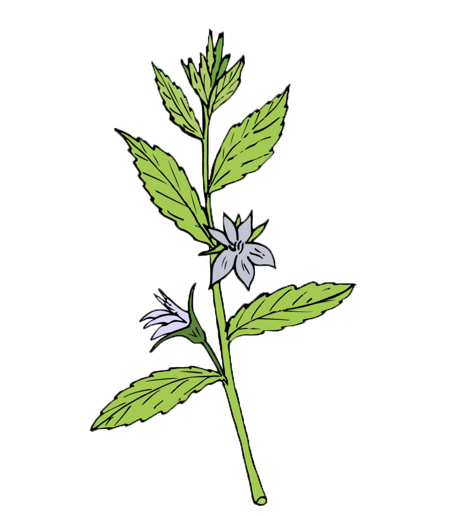Lobelia