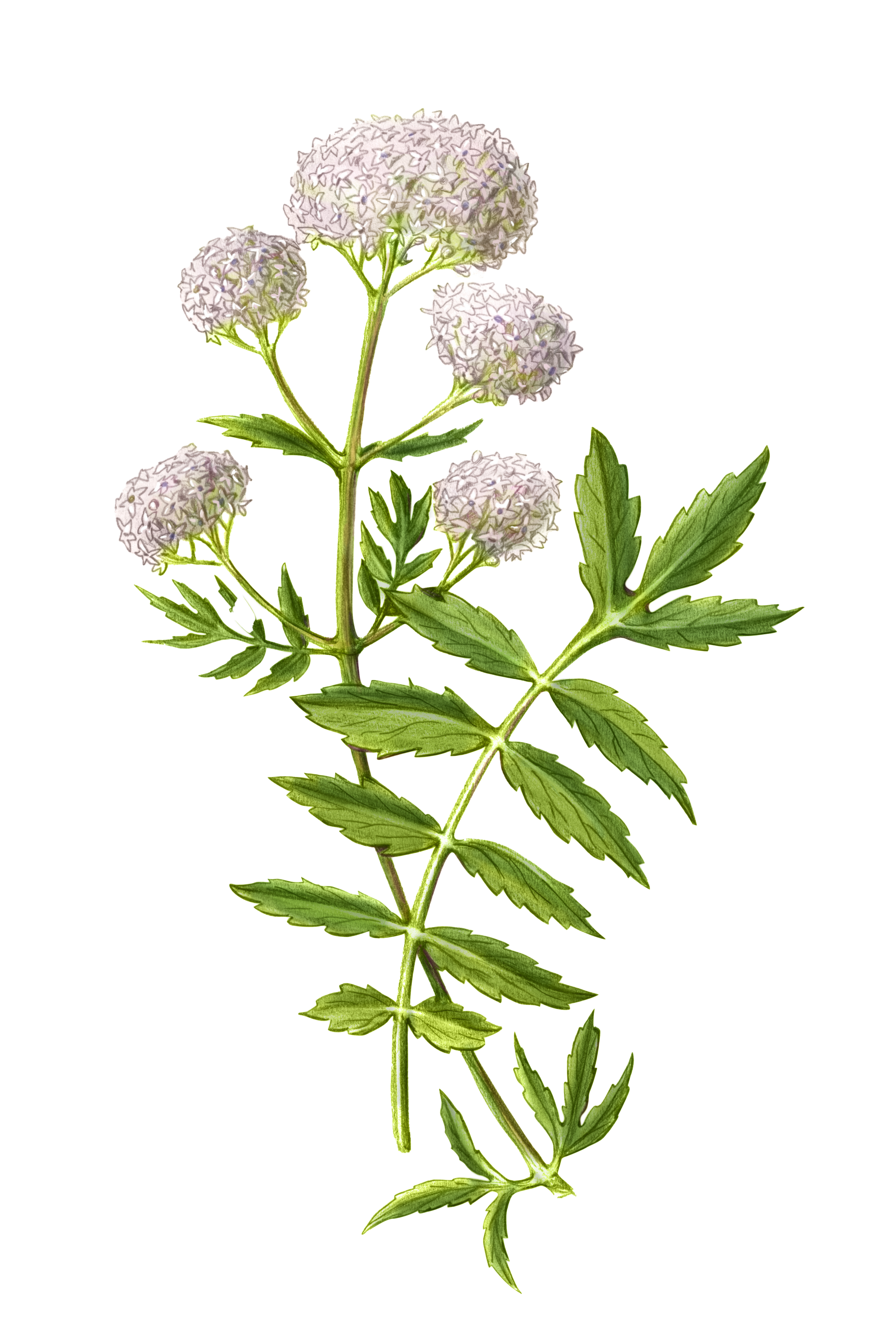 Valerian botanical illustration