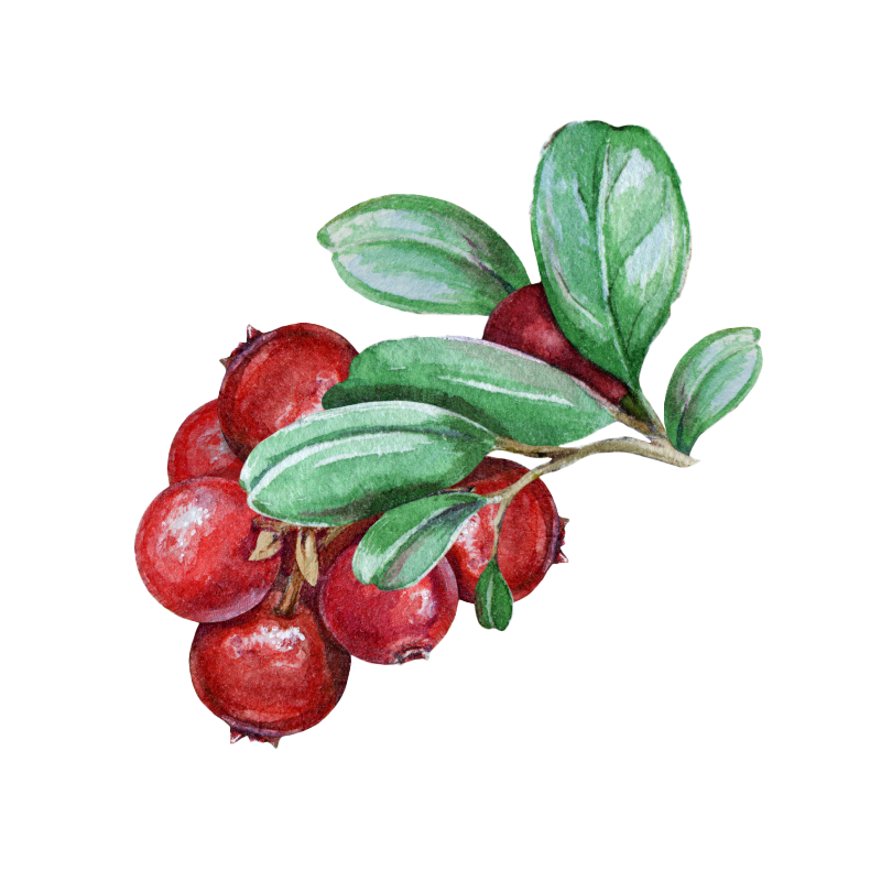 Uva Ursi botanical illustration