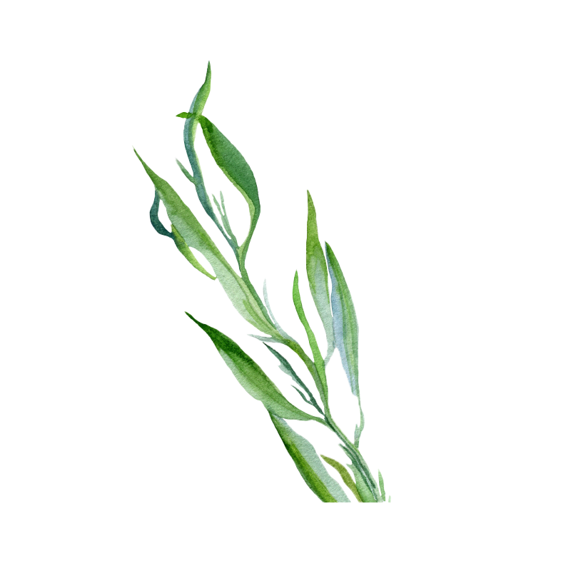 Tarragon botanical illustration