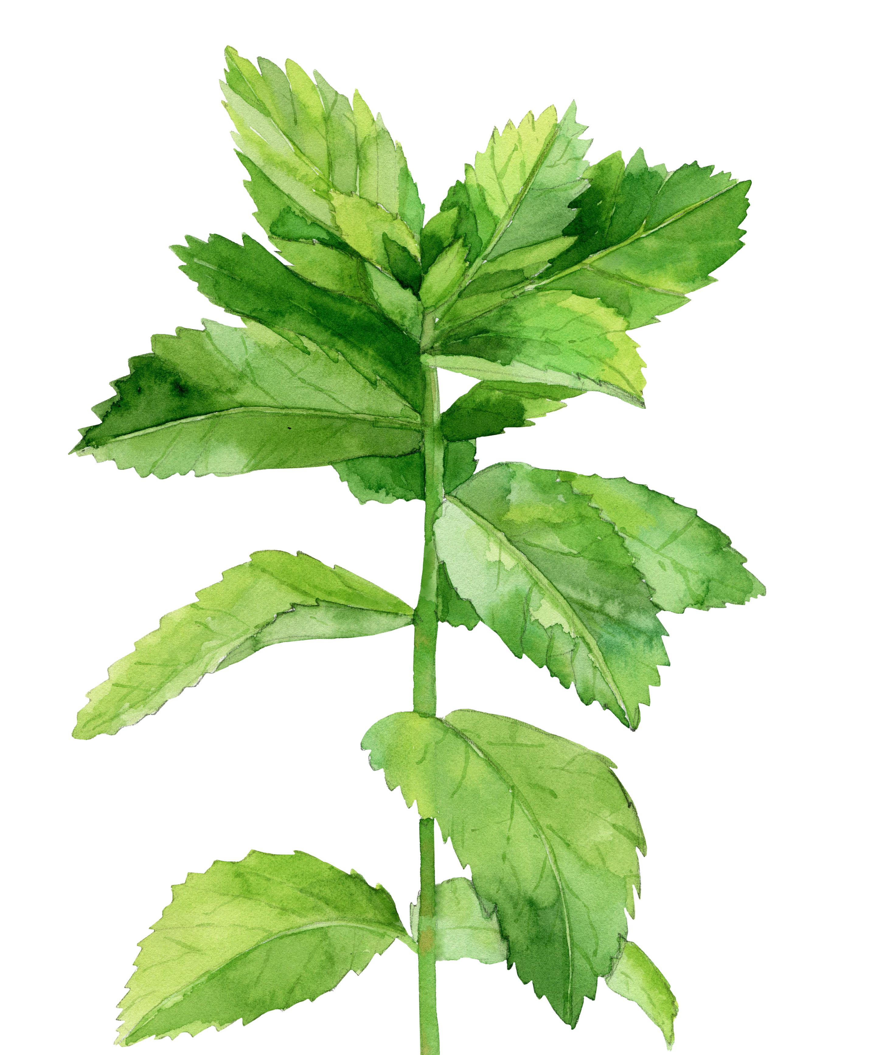 Peppermint