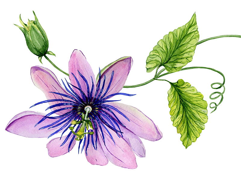 Passion Flower