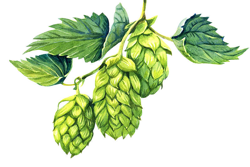 Hops botanical illustration