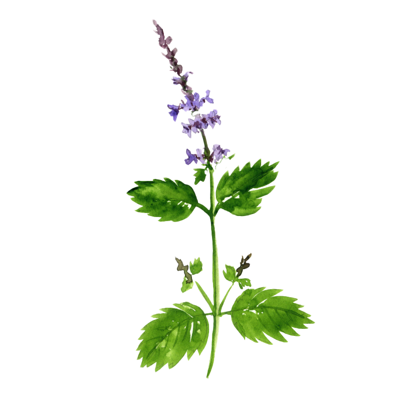 Holy Basil botanical illustration