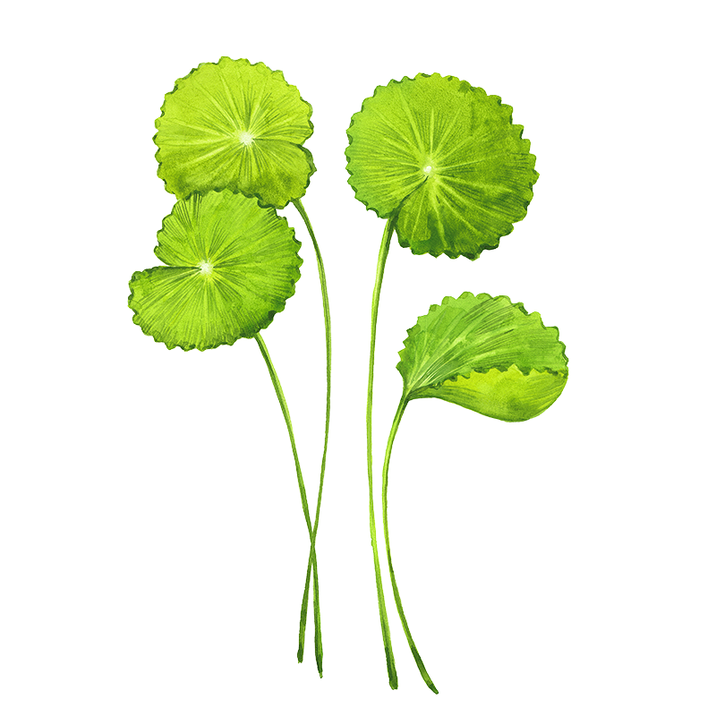 Gotu Kola botanical illustration