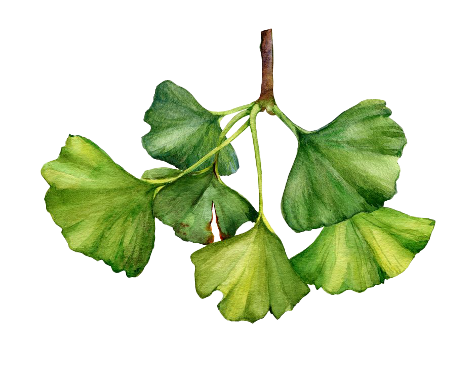 Ginkgo Biloba botanical illustration