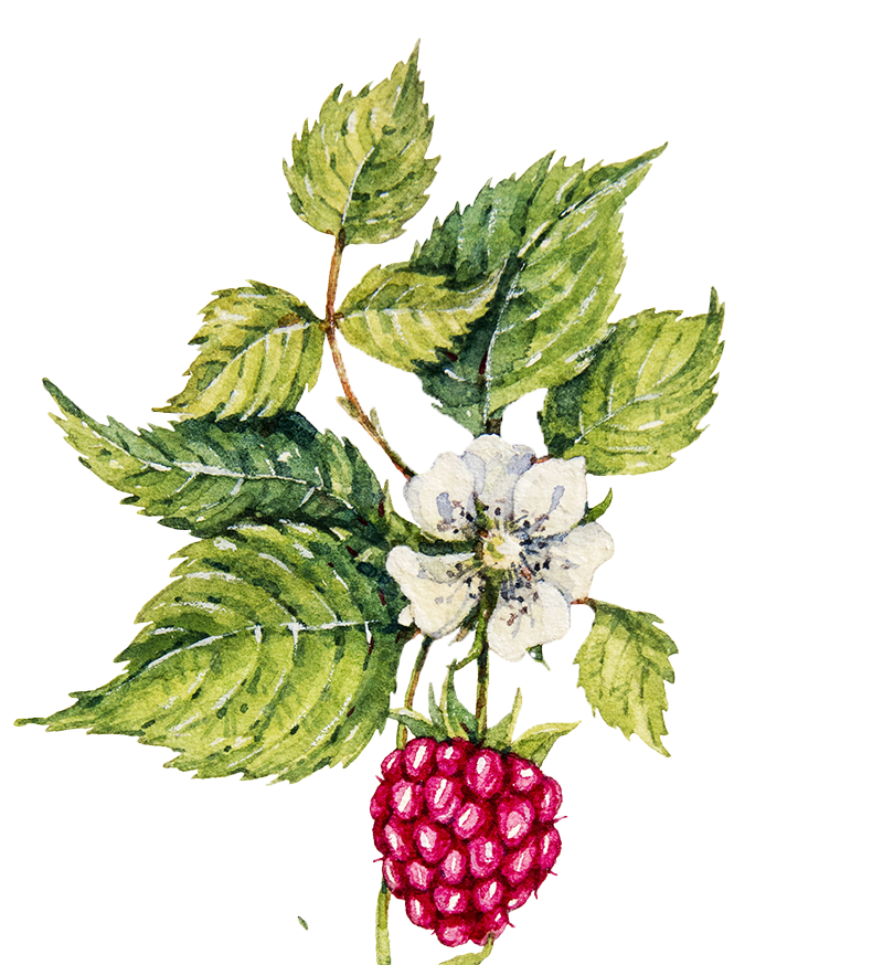 Red Raspberry Leaf botanical illustration