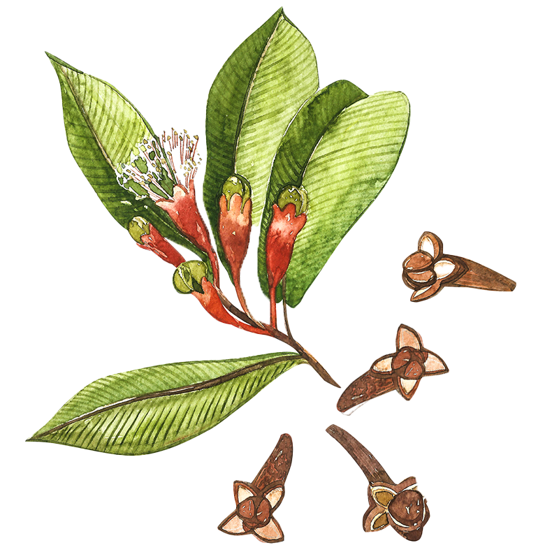 Clove botanical illustration