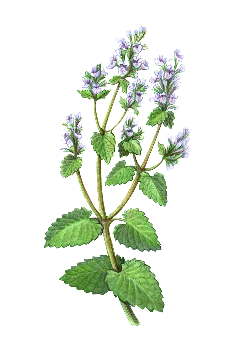 Catnip botanical illustration