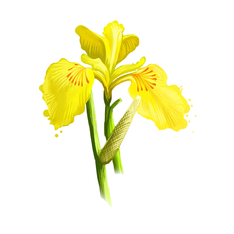 Calamus