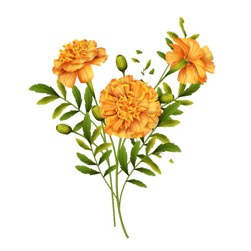 Calendula