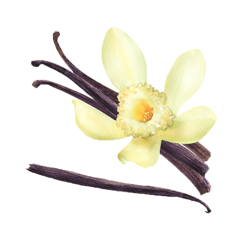 Vanilla Beans botanical illustration