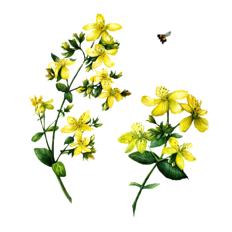 Saint John's Wort botanical illustration
