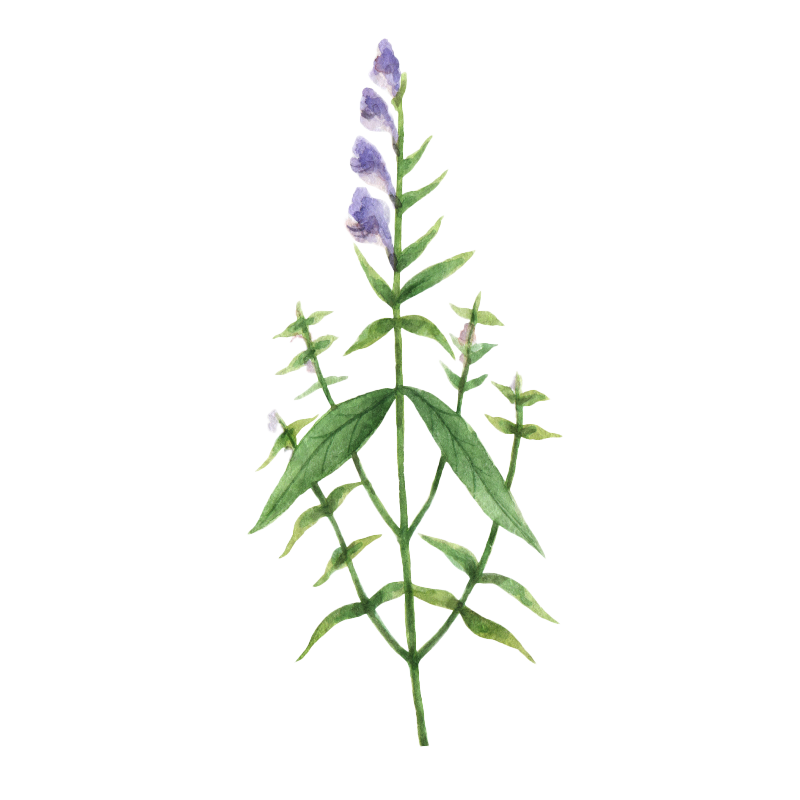 Skullcap botanical illustration