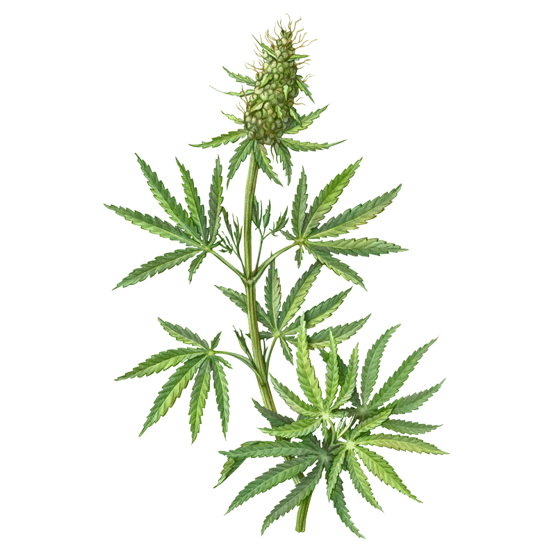 Hemp Flower botanical illustration