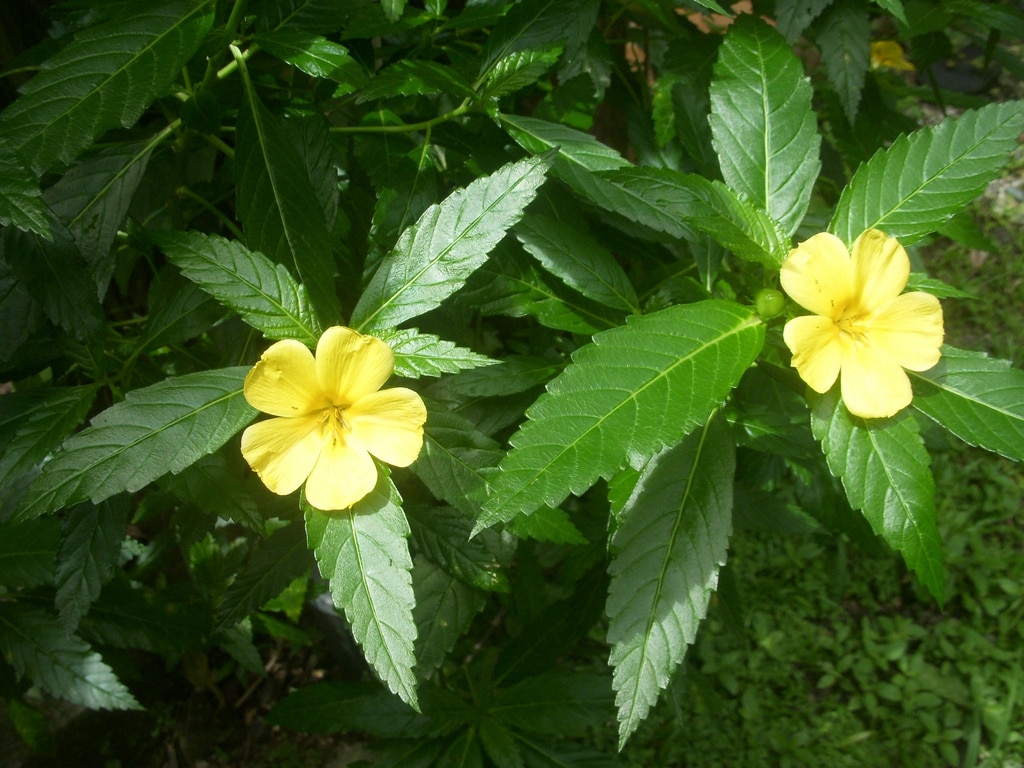 Damiana-Herb