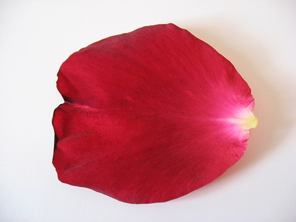 rose-petals-backgrounds-wallpapers