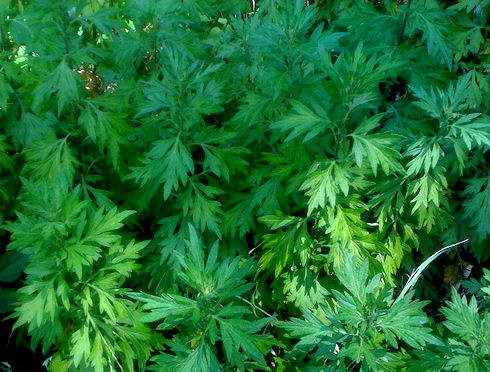 mugwort2010-06-20