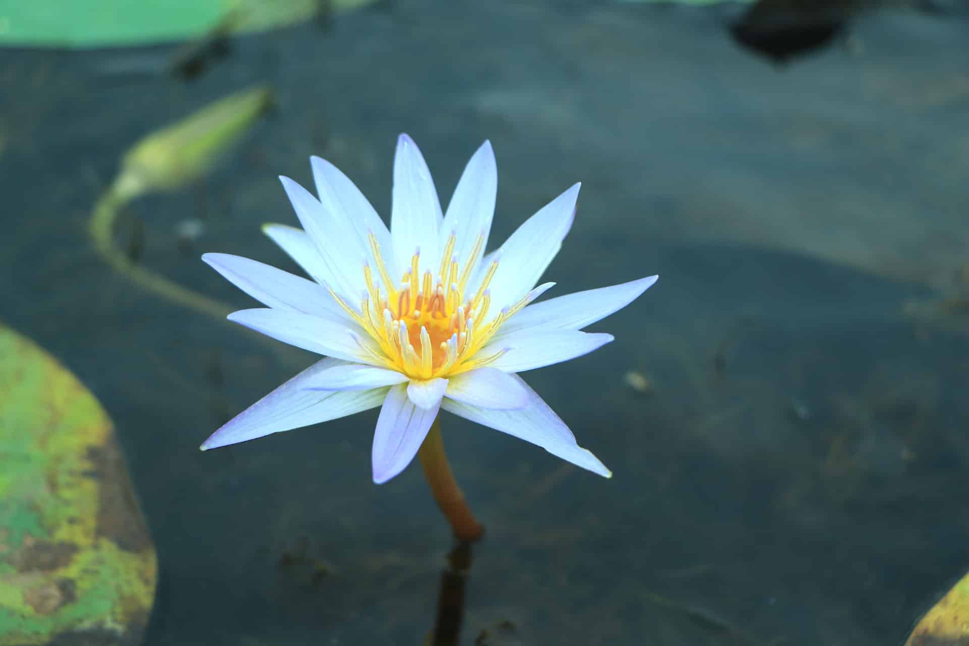 The Story Behind Egyptian Blue Lotus — Nymphaea Caerulea