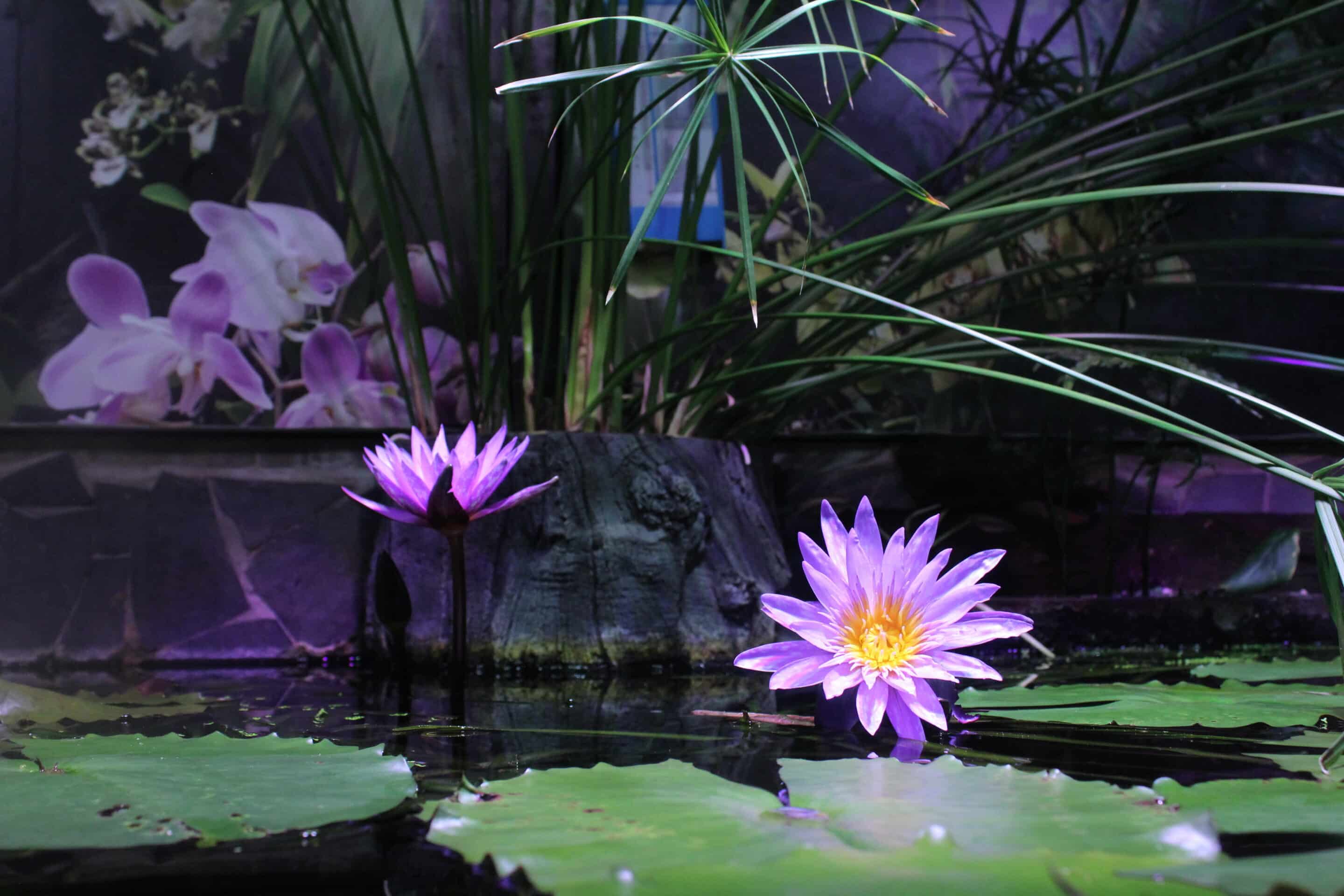 Blue Water Lily Growing