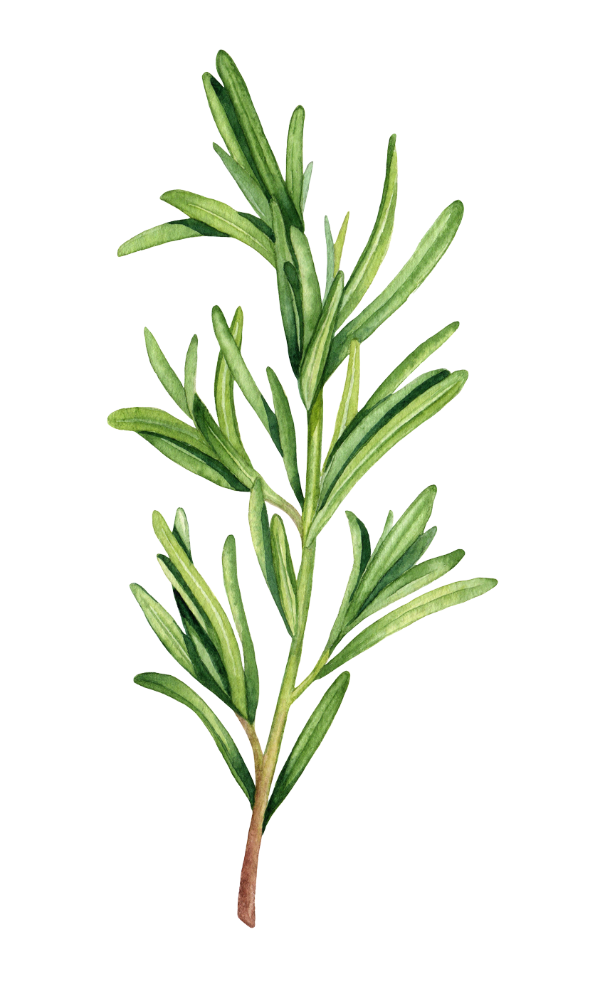 Rosemary botanical illustration